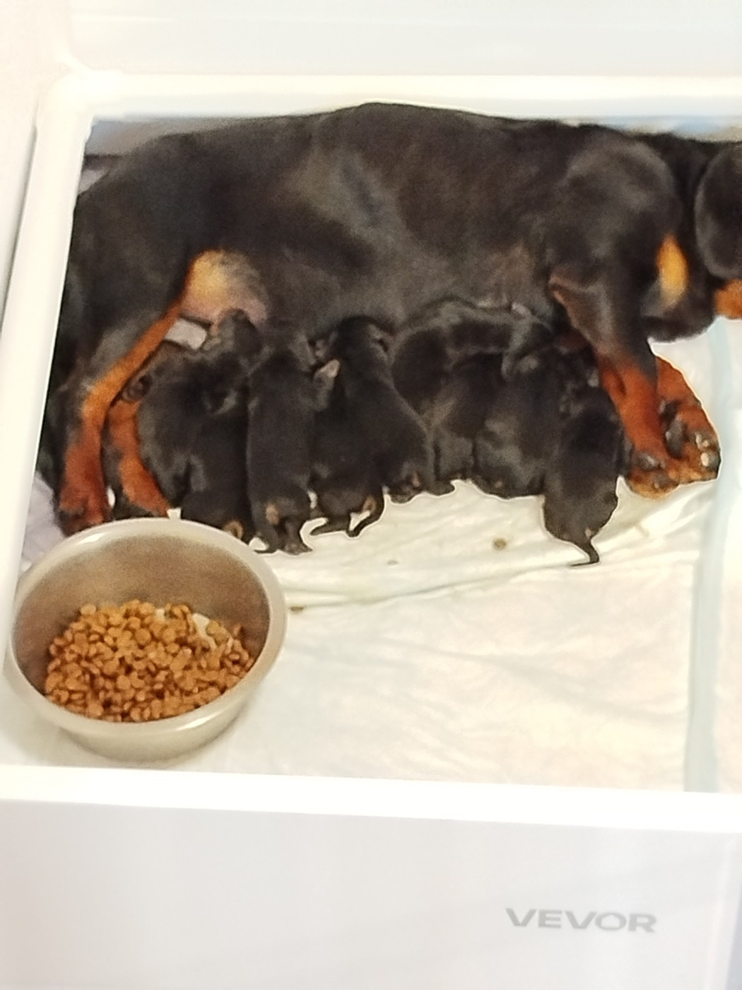 Chiots