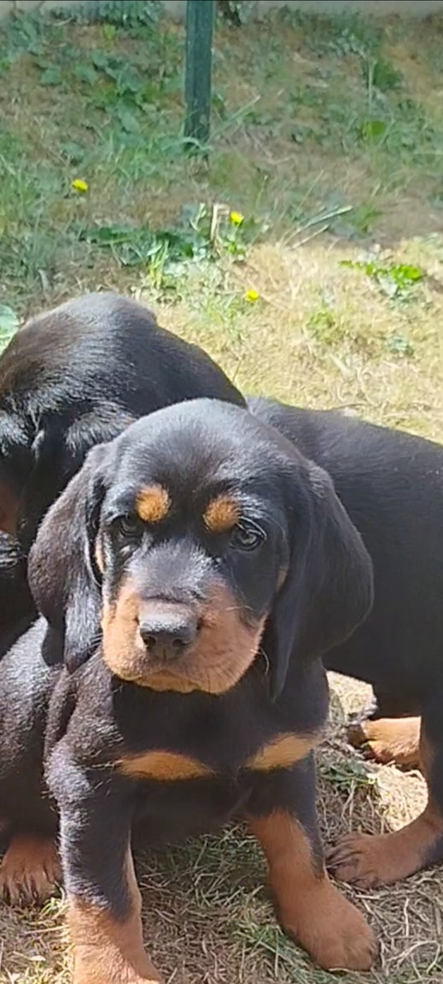 Du Chemin Des Carrières - Chiots disponibles - Basset des Alpes